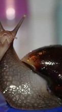 Animals, Snails per Sony Ericsson W705
