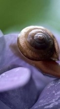 Scaricare immagine Snails, Animals sul telefono gratis.
