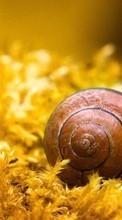 Scaricare immagine Snails,Animals sul telefono gratis.