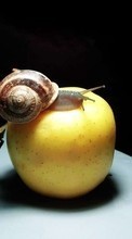 Scaricare immagine Snails,Animals sul telefono gratis.