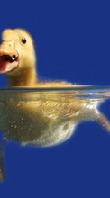 Scaricare immagine Ducks,Animals sul telefono gratis.
