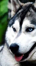 Scaricare immagine 480x800 Animals, Wolfs sul telefono gratis.