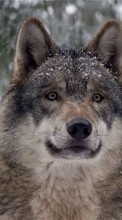 Scaricare immagine 1024x768 Wolfs, Animals sul telefono gratis.