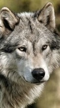 Scaricare immagine 1024x768 Wolfs, Animals sul telefono gratis.