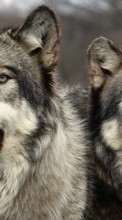 Scaricare immagine 1024x600 Animals, Wolfs sul telefono gratis.