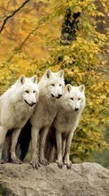 Scaricare immagine Wolfs, Animals sul telefono gratis.