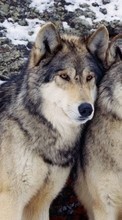 Scaricare immagine 800x480 Animals, Wolfs sul telefono gratis.