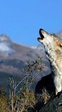 Wolfs, Animals per Motorola DROID X MB810