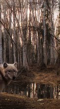 Scaricare immagine Wolfs, Animals sul telefono gratis.