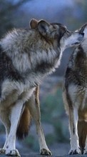 Wolfs,Animals per Lenovo TAB 2 A7 30DC