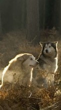 Wolfs,Animals per HTC Gratia