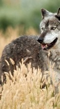 Wolfs,Animals per Sony Xperia acro S