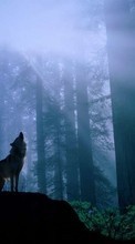 Scaricare immagine 240x320 Animals, Wolfs sul telefono gratis.