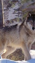 Scaricare immagine Wolfs,Animals sul telefono gratis.