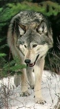 Scaricare immagine Wolfs,Animals sul telefono gratis.