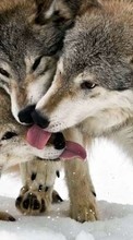 Wolfs,Animals per Sony Xperia ZR LTE