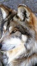 Scaricare immagine Animals, Wolfs sul telefono gratis.