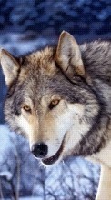 Scaricare immagine 240x400 Animals, Wolfs sul telefono gratis.
