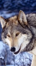 Animals, Wolfs per Samsung Galaxy Y Pro Duos