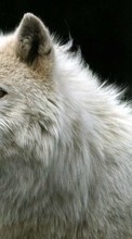 Scaricare immagine 320x480 Animals, Wolfs sul telefono gratis.