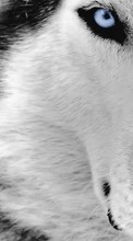Scaricare immagine 128x160 Animals, Wolfs sul telefono gratis.