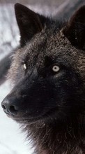 Scaricare immagine 320x480 Animals, Wolfs sul telefono gratis.