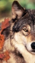 Scaricare immagine 128x160 Animals, Wolfs sul telefono gratis.