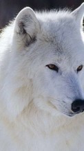 Scaricare immagine 480x800 Animals, Wolfs sul telefono gratis.