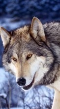 Scaricare immagine 720x1280 Animals, Wolfs sul telefono gratis.