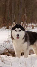 Scaricare immagine Wolfs, Animals, Winter sul telefono gratis.
