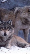 Scaricare immagine Animals, Wolfs, Winter sul telefono gratis.