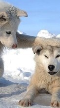 Scaricare immagine Wolfs,Animals,Winter sul telefono gratis.