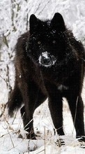 Animals, Wolfs, Winter per Samsung Galaxy Y Duos S6102