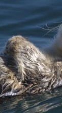 Scaricare immagine Otters, Animals sul telefono gratis.