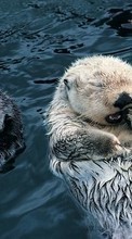 Scaricare immagine Animals, Otters sul telefono gratis.