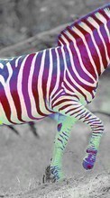 Scaricare immagine Funny, Zebra, Animals sul telefono gratis.