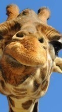 Scaricare immagine 320x480 Humor, Animals, Giraffes sul telefono gratis.