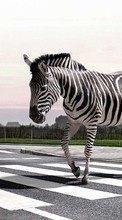 Scaricare immagine Zebra,Animals sul telefono gratis.