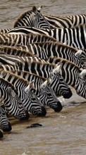 Scaricare immagine Zebra,Animals sul telefono gratis.