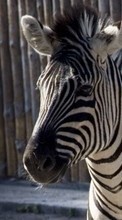 Scaricare immagine 128x160 Animals, Zebra sul telefono gratis.
