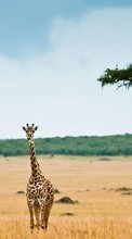 Scaricare immagine Giraffes, Animals sul telefono gratis.