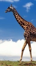 Scaricare immagine Giraffes, Animals sul telefono gratis.