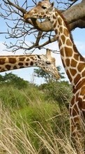 Scaricare immagine Giraffes,Animals sul telefono gratis.