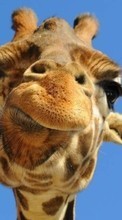 Giraffes,Animals per Samsung Galaxy Note 20