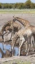 Scaricare immagine Giraffes,Animals sul telefono gratis.
