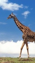 Scaricare immagine 240x320 Animals, Giraffes sul telefono gratis.