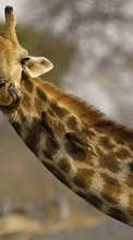 Scaricare immagine 128x160 Animals, Giraffes sul telefono gratis.