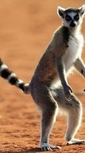 Scaricare immagine 320x480 Animals, Lemurs sul telefono gratis.