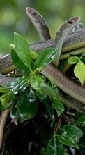 Scaricare immagine Animals,Snakes sul telefono gratis.