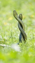 Scaricare immagine Animals,Snakes sul telefono gratis.
